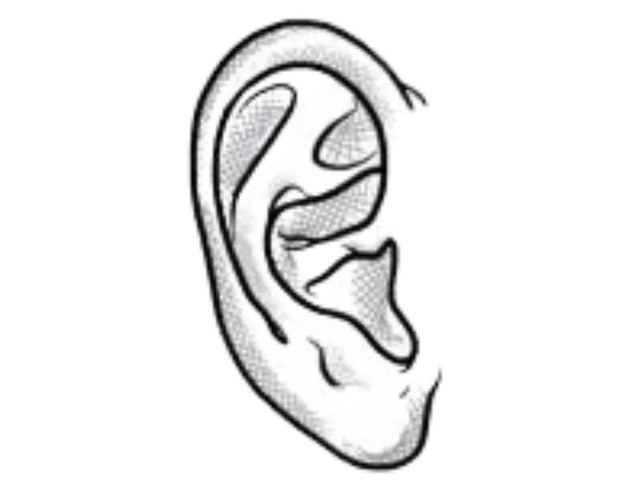 Illustration des Ohres zum Thema Ohrakupunktur
